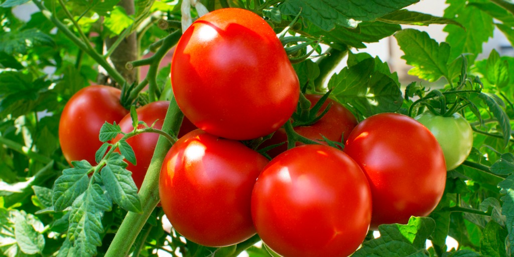 収穫トマト