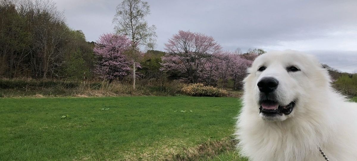 犬田② 2ドアキャリー S ピンク/ブルー/ブラック （ ピンク ）(ピンク): 200