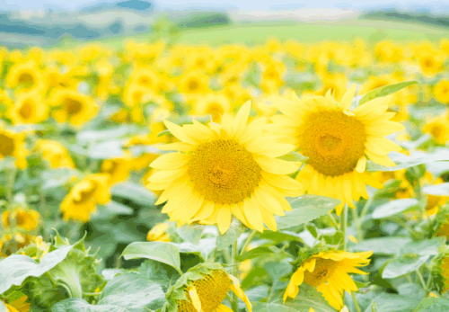 8月営業日・定休日について