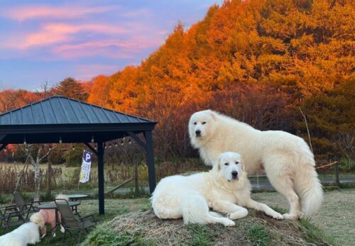 秋のミナファーム