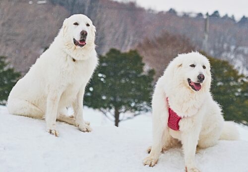 2月営業日・定休日について