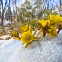 北海道のフクジュソウ花